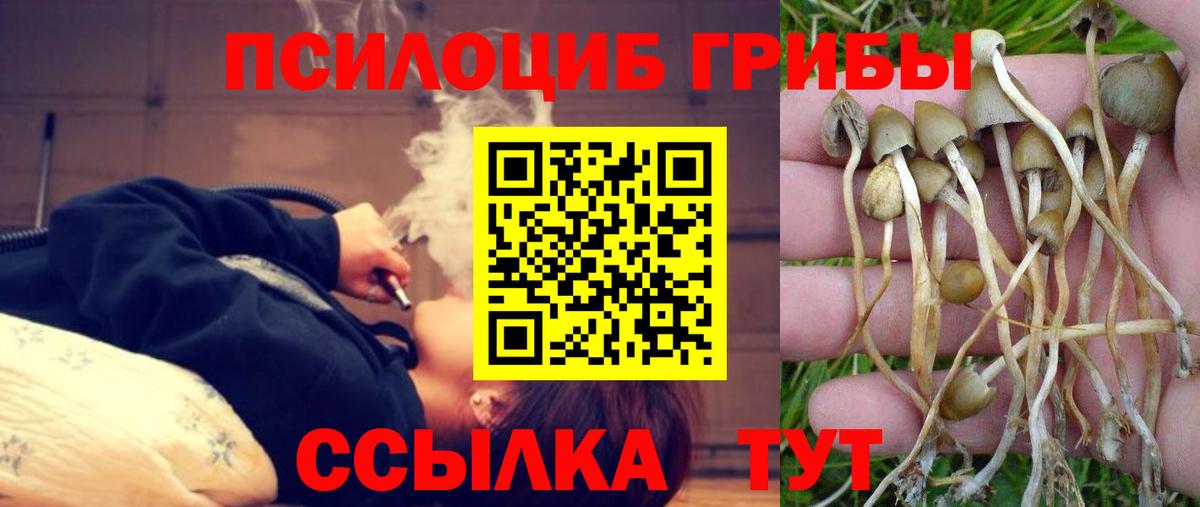 Псилоцибиновые грибы прущие грибы  Вход с VPN  Зерноград  Псилоцибиновые грибы прущие грибы 